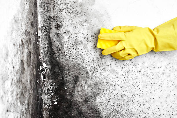 Reliable North Granby, CT Mold Remediation Solutions